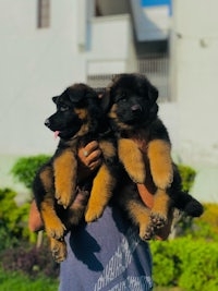 two black and tan german shepherd puppies in a man's arms